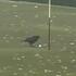 Video | Eagle of Birdie? Kraai tikt golfbal in hole in VK