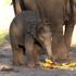 Video | Babyolifant krijgt halloweentraktatie in DierenPark Amersfoort